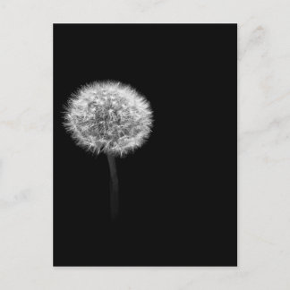 Dandelion Head Postkarte
