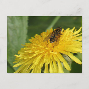 Dandelion & Insect DIY Postkarte