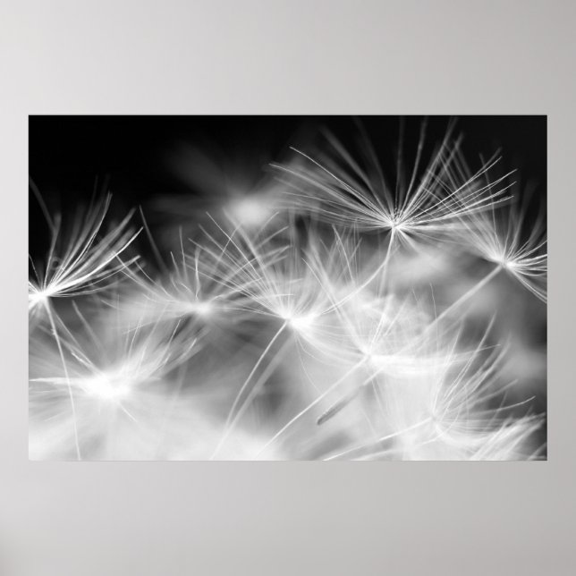 Dandelion macro beauty poster (Vorne)