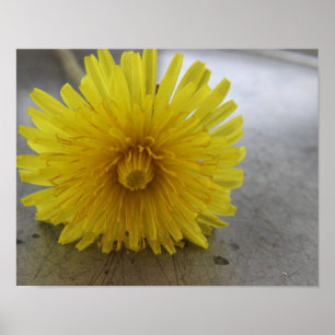 Dandelion Macro Shot Poster