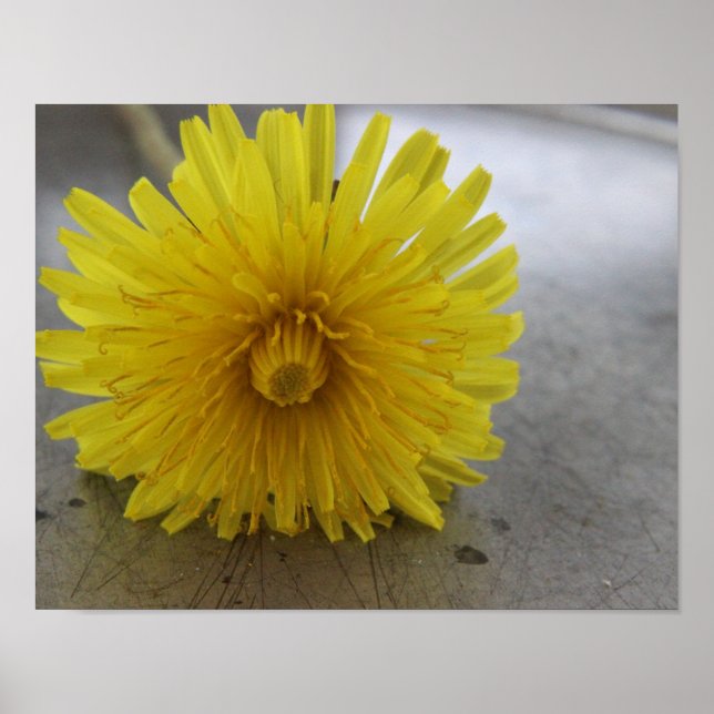 Dandelion Macro Shot Poster (Vorne)