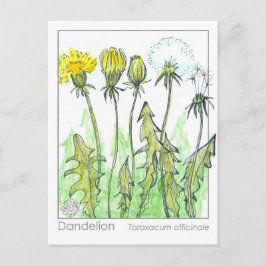 Dandelion Materia Medica Kräuterstudie Pflanze Car Postkarte