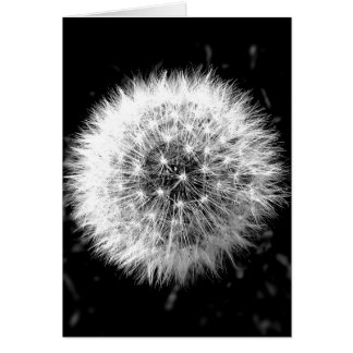 Dandelion noir et blanc