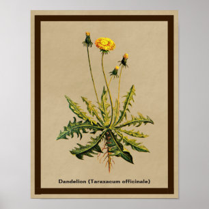 Dandelion On Old Paper Poster