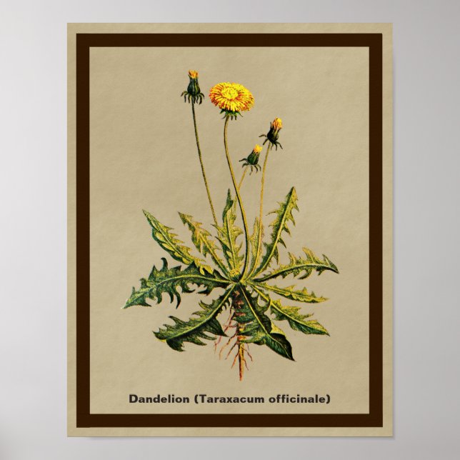 Dandelion On Old Paper Poster (Vorne)
