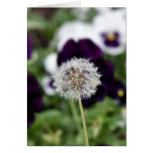 Dandelion & pansies carte de voeux