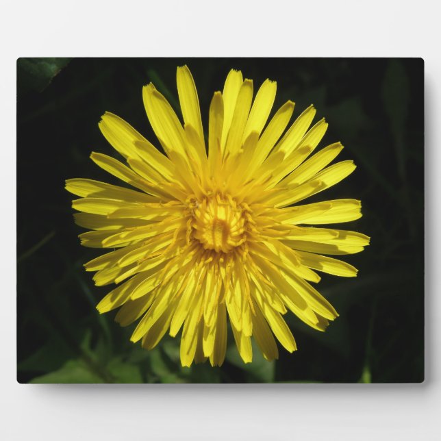 Dandelion Plaque Fotoplatte (Vorderseite)