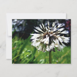 Dandelion Poof mit Friedlicher Natur Postkarte