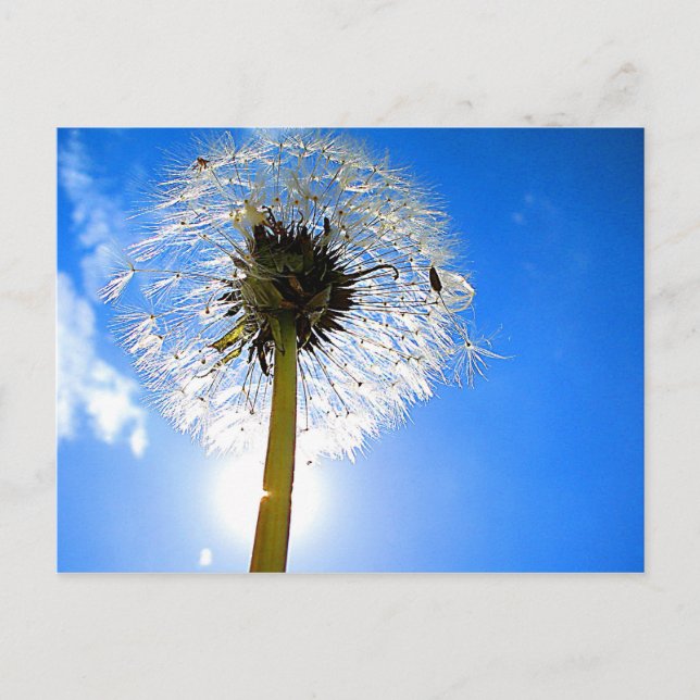 Dandelion Postcard Postkarte (Vorderseite)