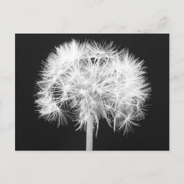 Dandelion Postcard Postkarte (Vorderseite)