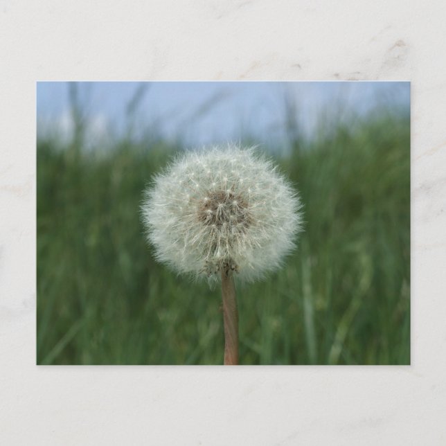 Dandelion Postcard Postkarte (Vorderseite)