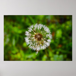 Dandelion, Poster