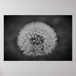 Dandelion, Poster