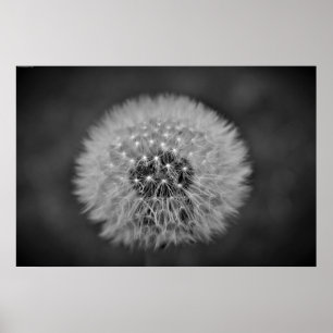 Dandelion, Poster