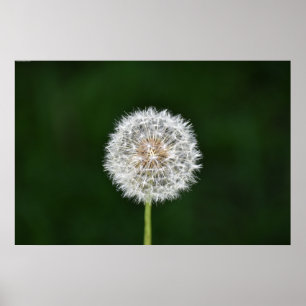 Dandelion, Poster