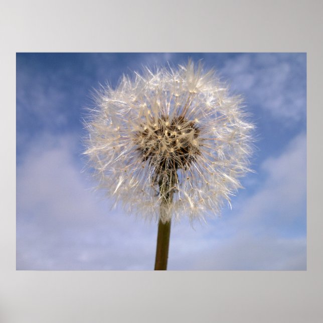 Dandelion Poster (Vorne)