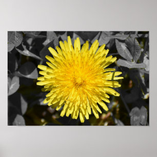 Dandelion, Poster