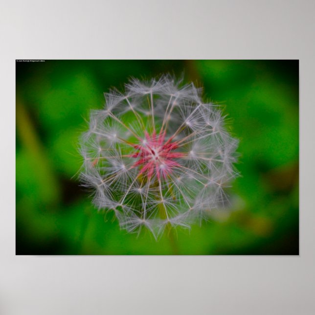 Dandelion, Poster (Vorne)