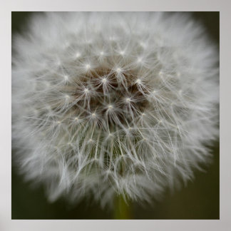 Dandelion Puff Print Poster