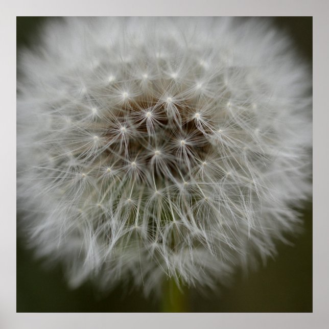 Dandelion Puff Print Poster (Vorne)