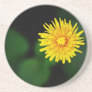 Dandelion Sandstone Untersetzer