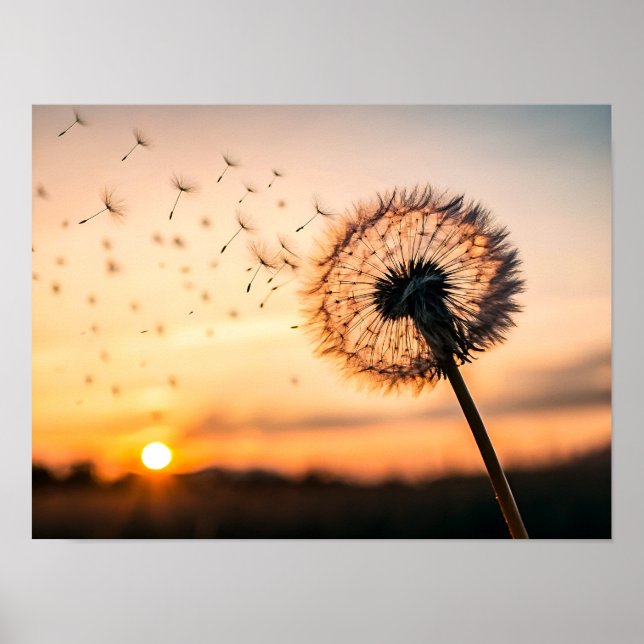 Dandelion seed head blowing poster (Vorne)
