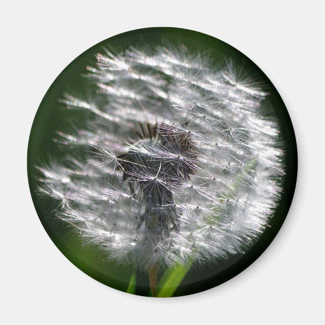 Dandelion Seed Head - Magnet (Vorne)