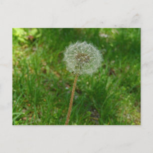 Dandelion Seed 'Puff' Postcard Postkarte