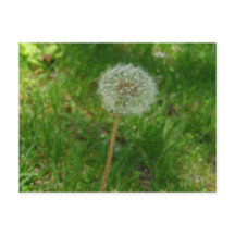 Dandelion Seed 'Puff' Postcard