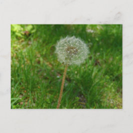 Dandelion Seed 'Puff' Postcard Postkarte