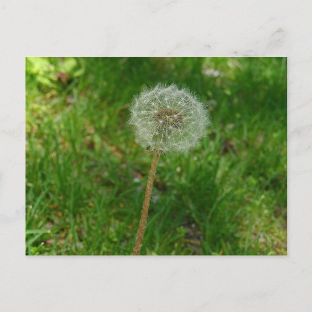 Dandelion Seed 'Puff' Postcard Postkarte (Vorderseite)