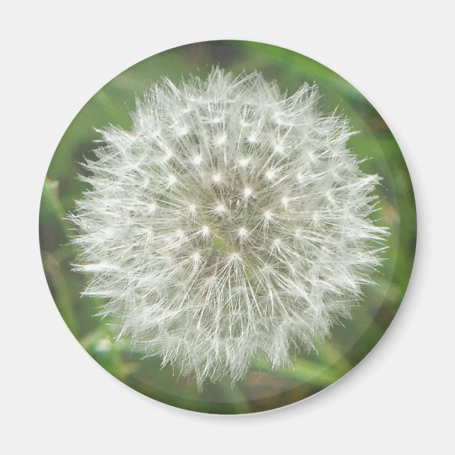 Dandelion Seedhead Magnet (Vorne)