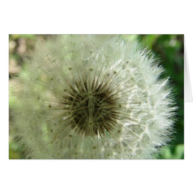Dandelion Seeds (Vorderseite (Horizontal))