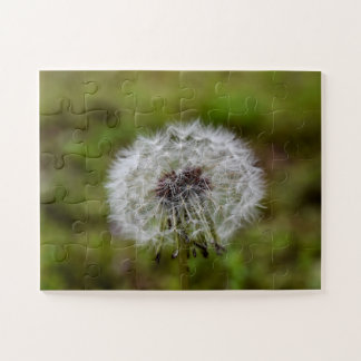 Dandelion Seeds