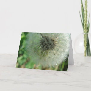 Dandelion Seeds Karte