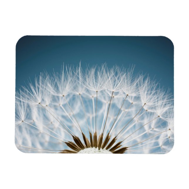 Dandelion Seeds Magnet (Horizontal)