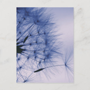 Dandelion Seeds Postkarte