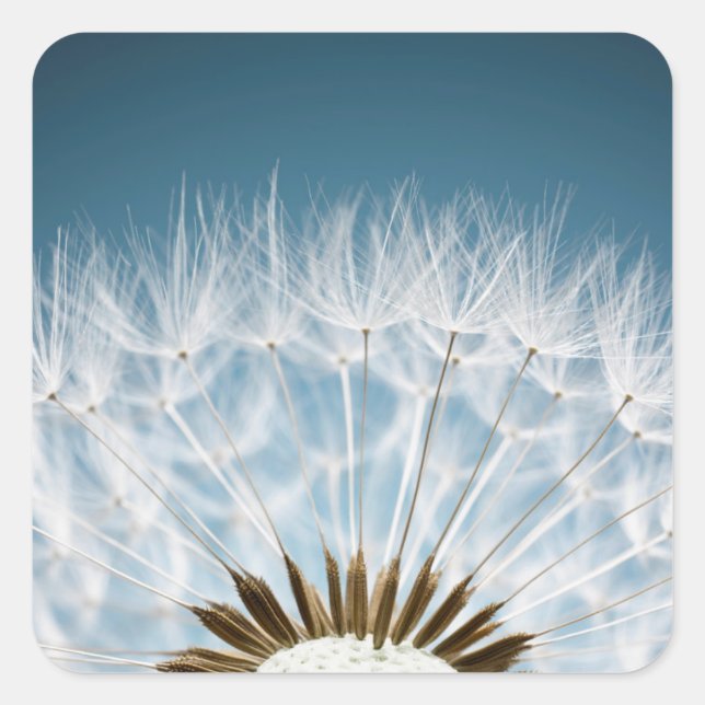 Dandelion Seeds Quadratischer Aufkleber (Vorderseite)
