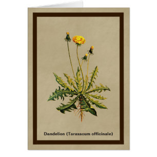 Dandelion Sur Vieux Papier