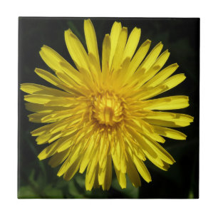 Dandelion Tile Fliese