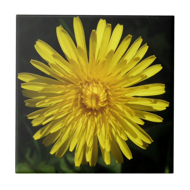 Dandelion Tile Fliese (Vorderseite)