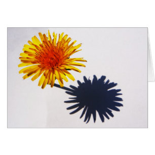 Dandelion und Shadow Gccnm