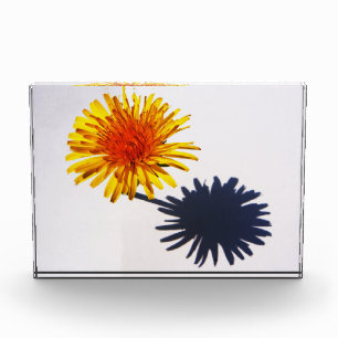 Dandelion und Shadow pba Fotoblock