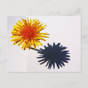 Dandelion und Shadow pccna Postkarte