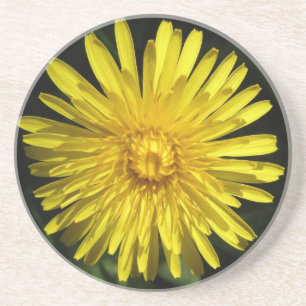 Dandelion Untersetzer