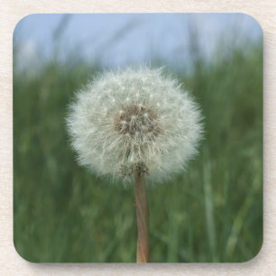 Dandelion Untersetzer