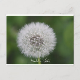 Dandelion voeux Carte postale