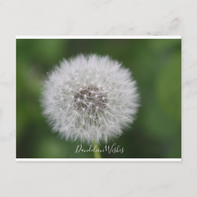 Dandelion voeux Carte postale (Devant)