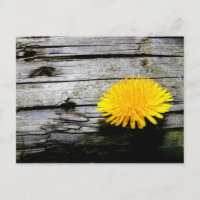 Dandelion Weed