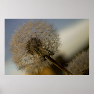 Dandelion Whine fine art print Poster